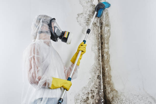 Best Mold Testing  in Shinglehouse, PA