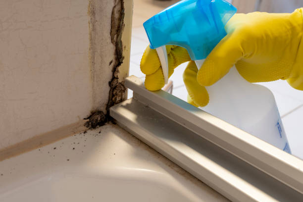 Best Mold Cleaning Services  in Shinglehouse, PA