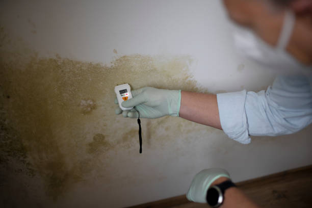 Best Affordable Mold Removal  in Shinglehouse, PA