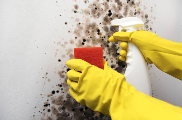 Best Commercial Mold Removal  in Shinglehouse, PA