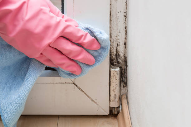 Best Toxic Mold Removal  in Shinglehouse, PA