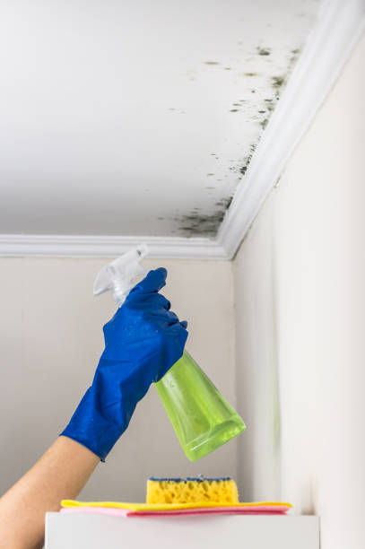 Best Same-Day Mold Removal  in Shinglehouse, PA
