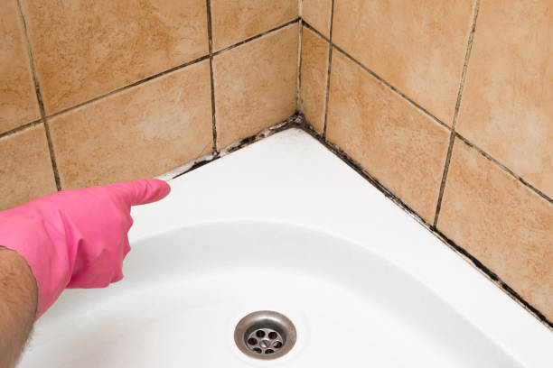 Office Mold Removal Services in Shinglehouse, PA